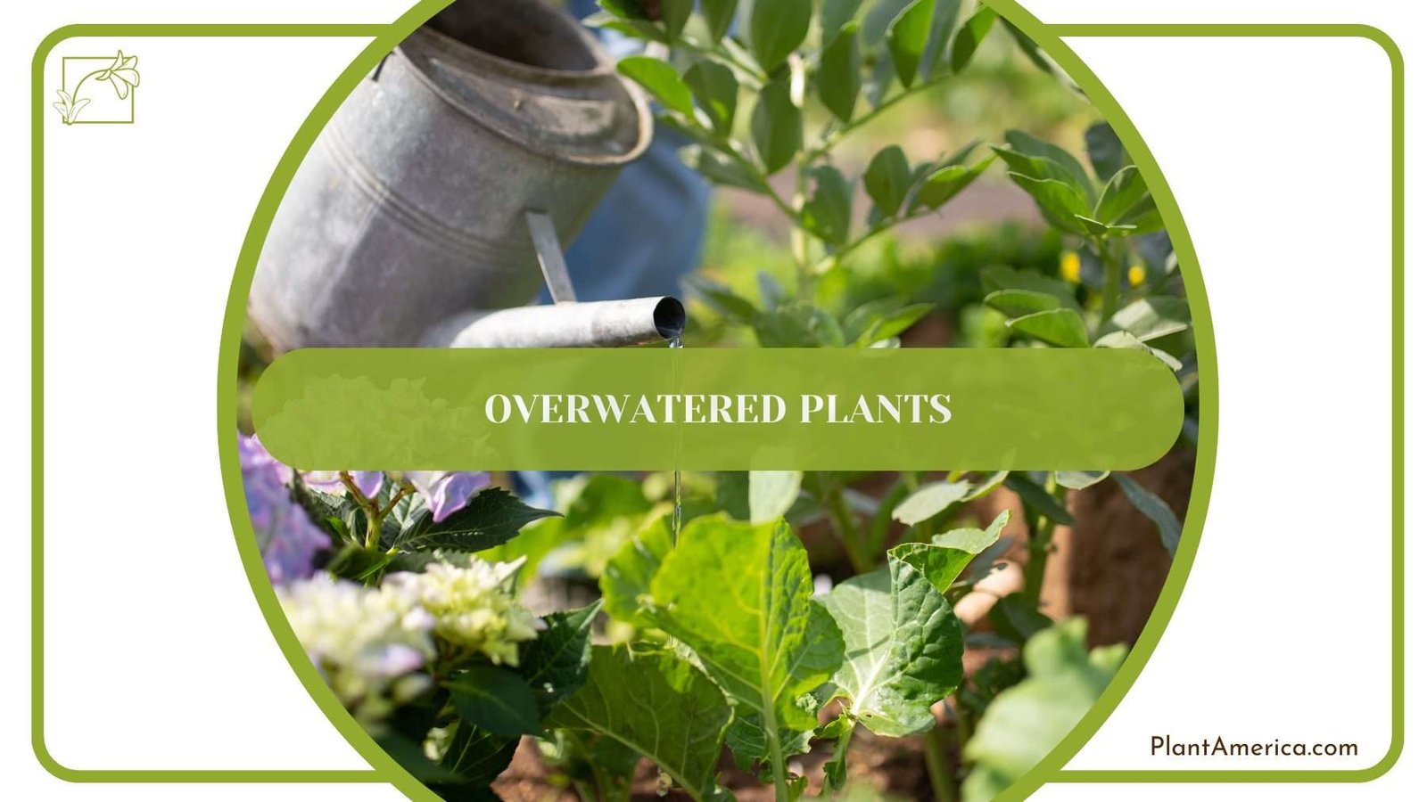 Overwatered Charlie Plants PlantAmerica Overwatered Charlie Plants PlantAmerica