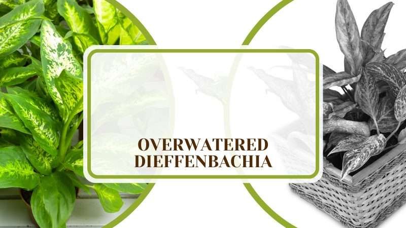 Overwatered Dieffenbachia Plant America Overwatered Dieffenbachia: Information for Dumb Cane Carers