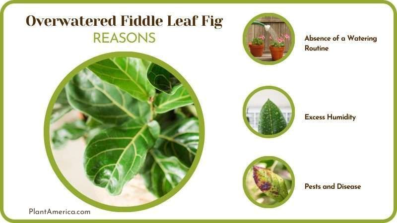 Overwatered Fiddle Leaf 6 Reasons Plant America Overwatered Fiddle Leaf 6 Reasons Plant America