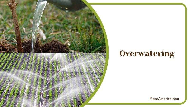 Overwatered Haworthia Coarctata Plant America Overwatered Haworthia Coarctata Plant America