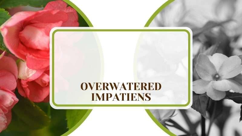 Overwatered Impatiens Plant America Overwatered Impatiens? Causes and Helpful Tips
