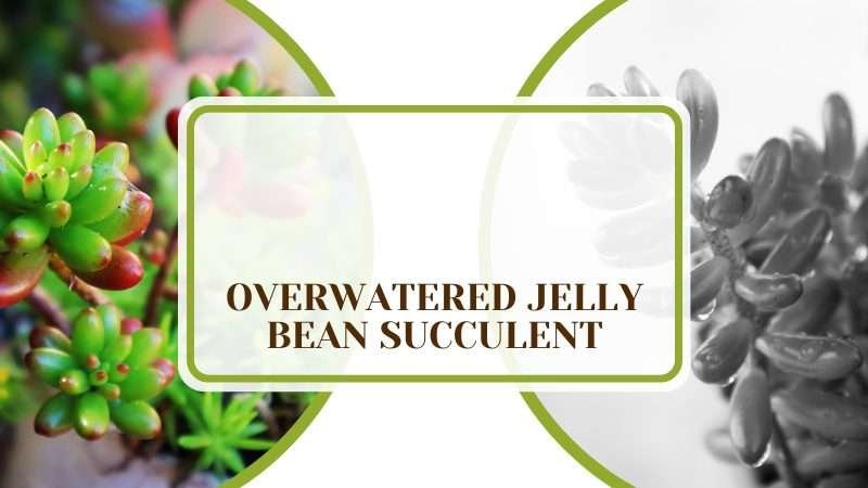 Overwatered Jelly Bean Succulent Plant America Overwatered Jelly Bean Succulent: Common Problems and Fixes