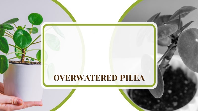 Overwatered Pilea Plant America