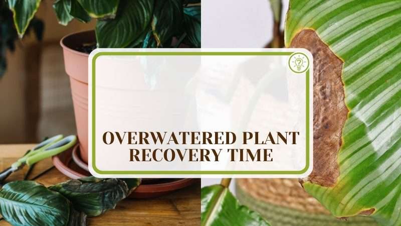 Overwatered Plant Recovery Time Plant America Overwatered Plant Recovery Time: The Right Period