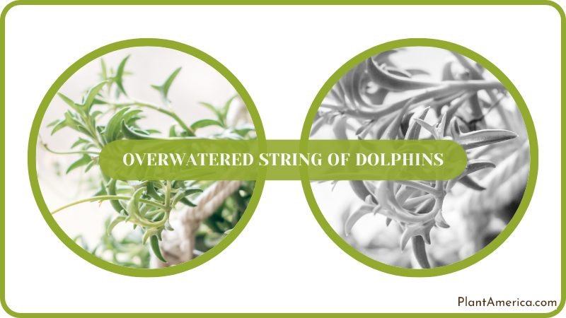 Overwatered String of Dolphins Plants Plant America Overwatered String of Dolphins Plants Plant America