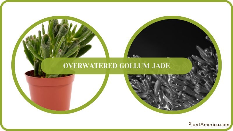 Overwatering Destroy Gollum Jade Plant America
