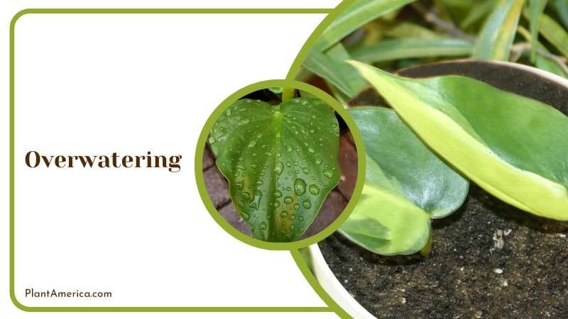 Overwatering Philodendron hederaceum PlantAmerica