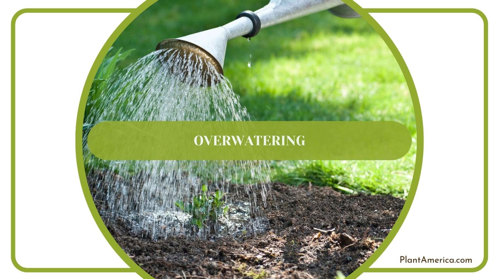 Overwatering of a Plant Plant America Overwatering of a Plant Plant America