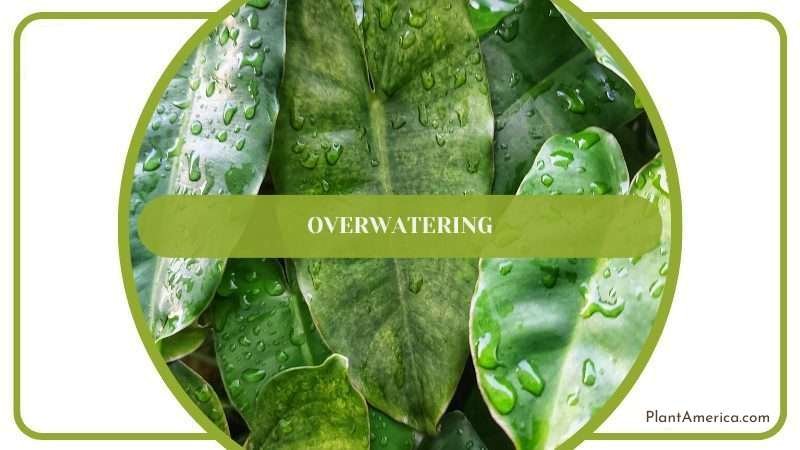 Overwatering the Plant Plant America