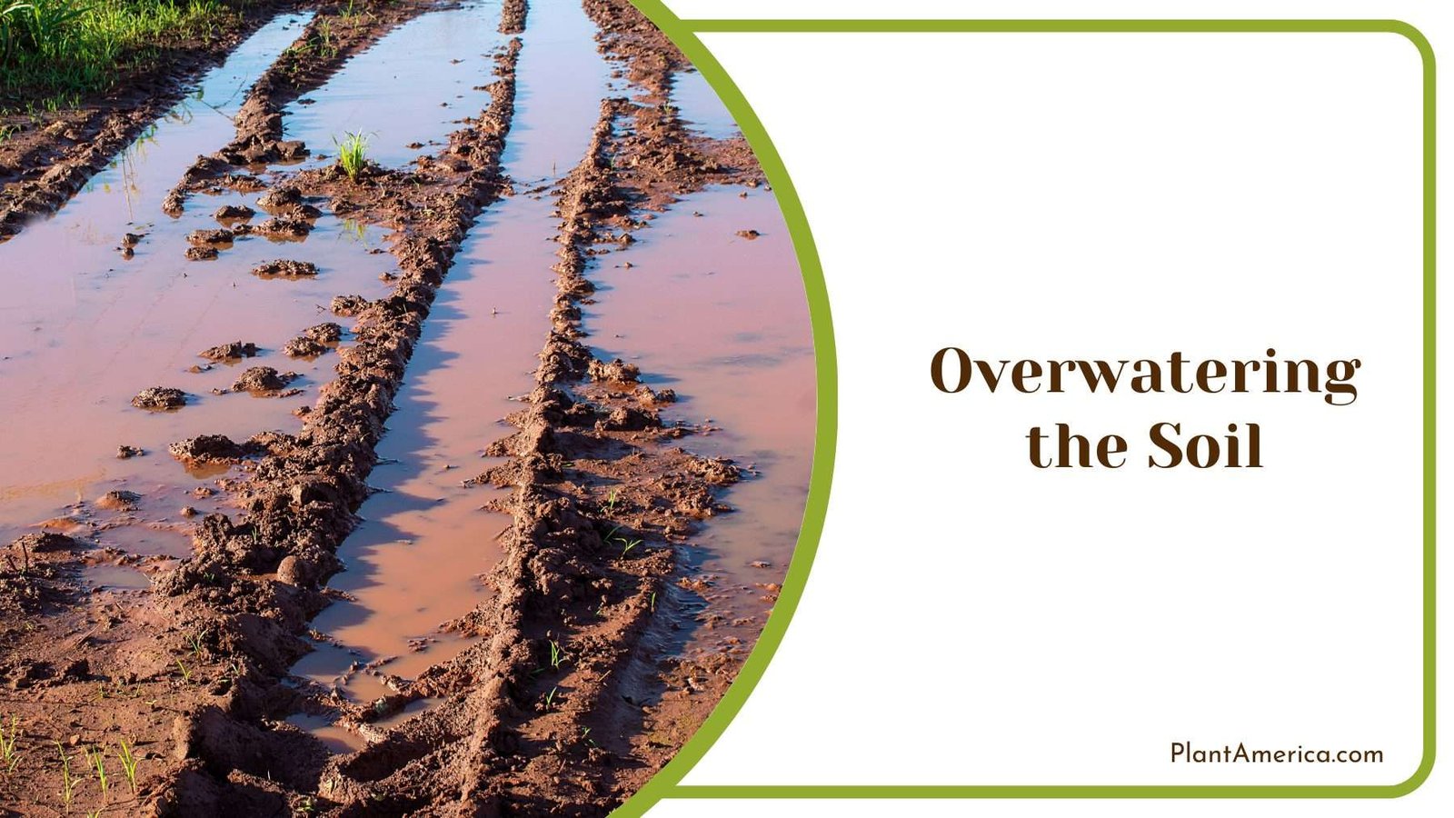 Overwatering the Soil Plant America