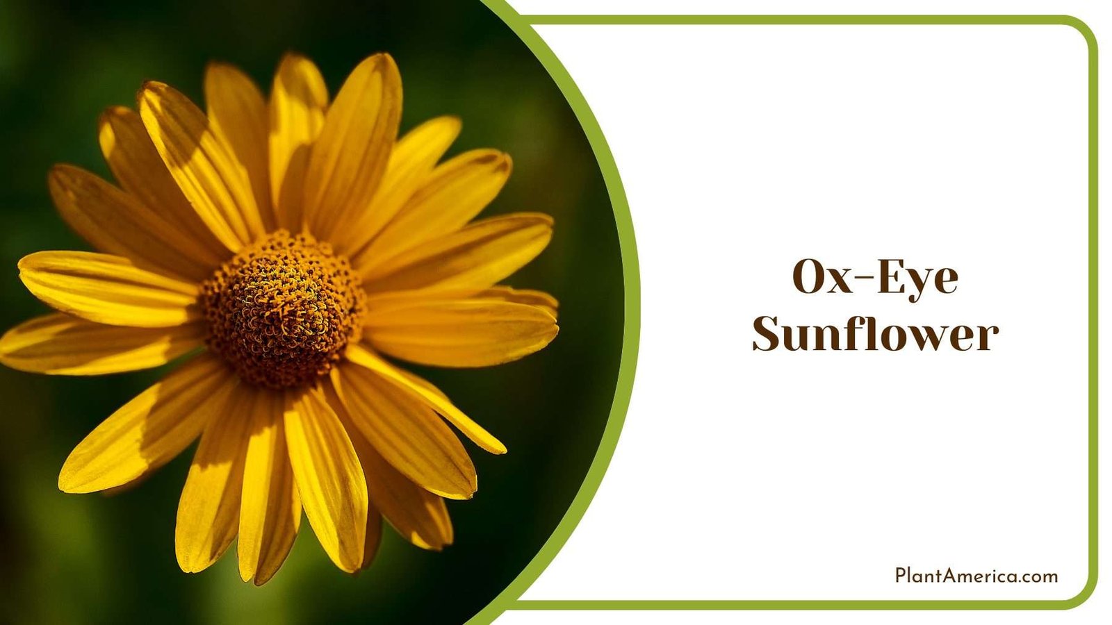 Ox Eye Sunflower Plant America Ox Eye Sunflower Plant America