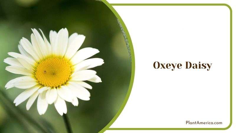 Oxeye Daisy Plant America 1