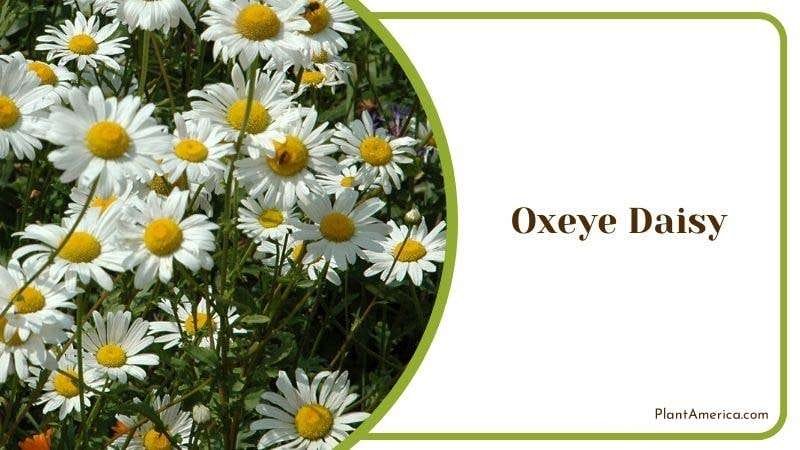 Oxeye Daisy Plant America