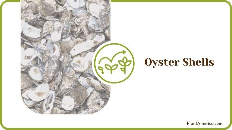 Oyster Shells for Plants Oyster Shells for Plants