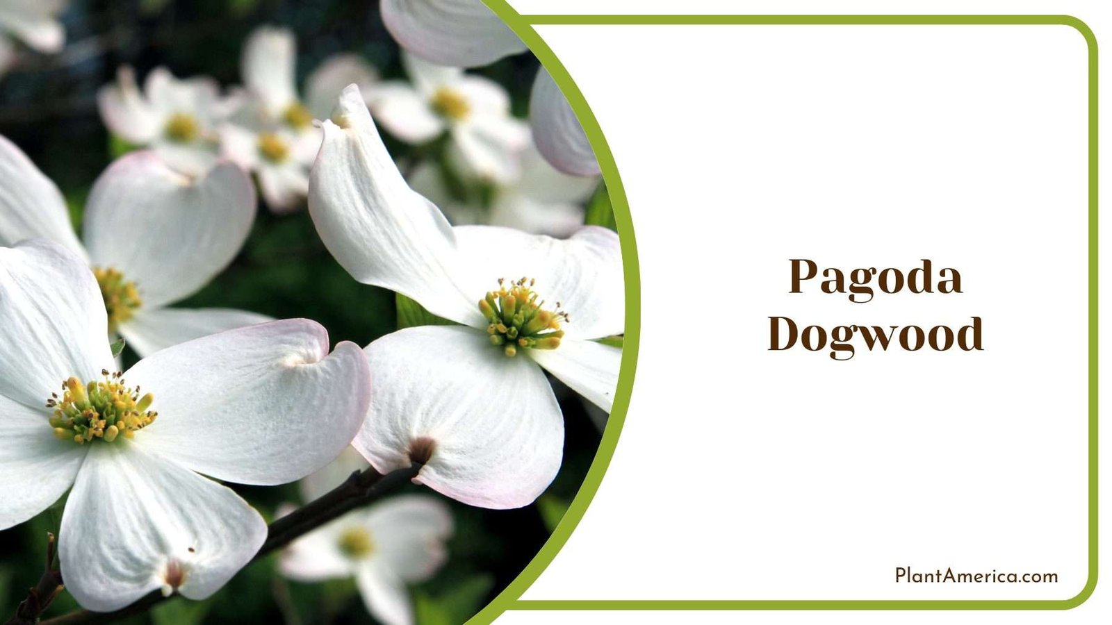 Pagoda Dogwood Tree Plant America