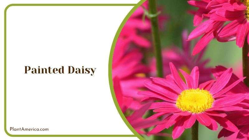 Painted Daisy Plant America
