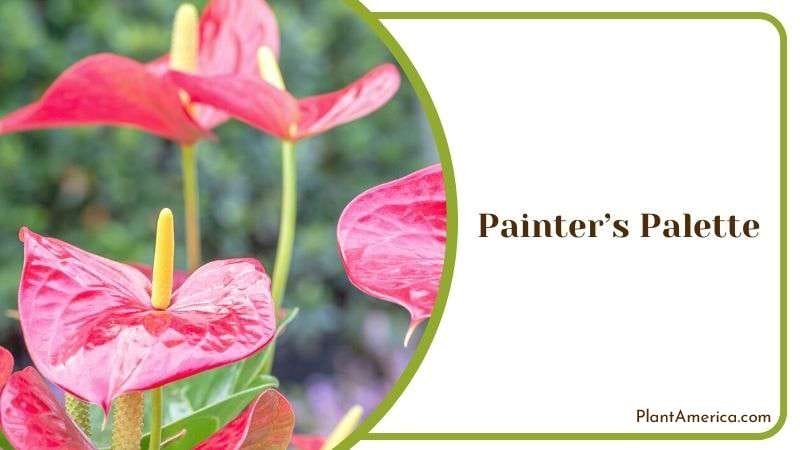 Painters Palette Plant Americaq