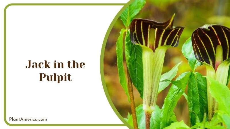 Pair Jack in the Pulpit Plant America