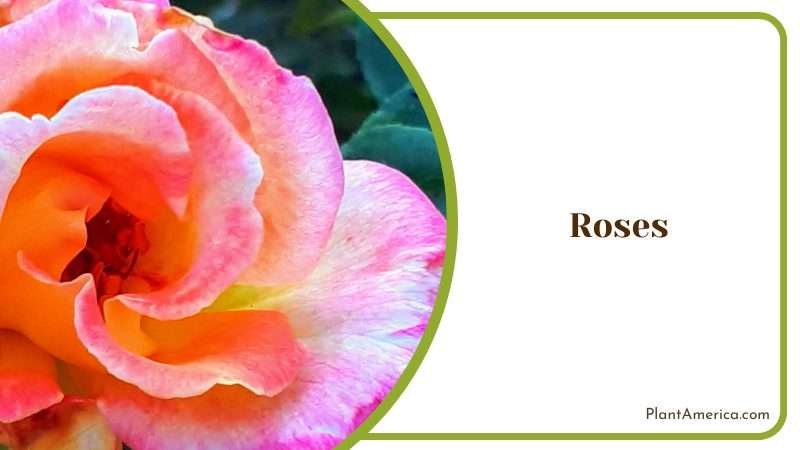 Pale Pink Roses Plant America 1