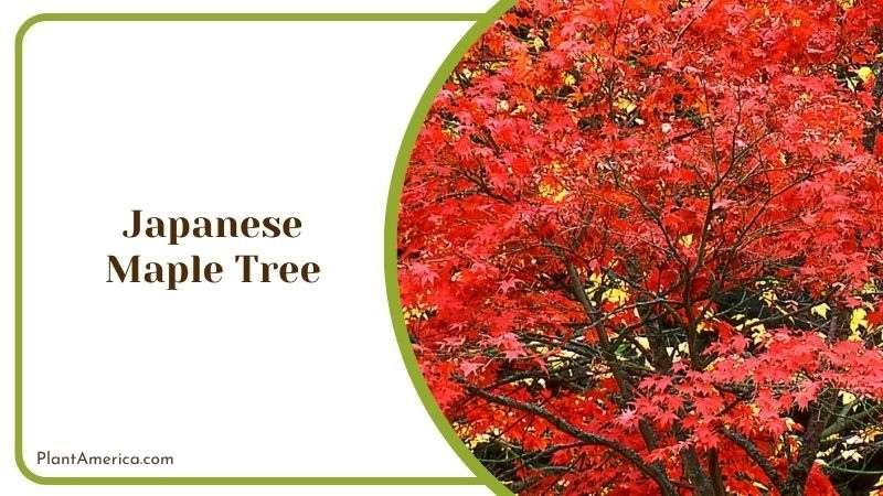 Palmate Leaves Japanese Maple Tree Plant America