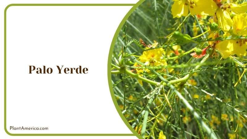 Palo Verde Desert Tree PlantAmerica