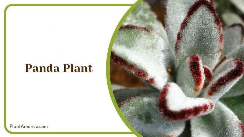 Panda Plant PlantAmerica
