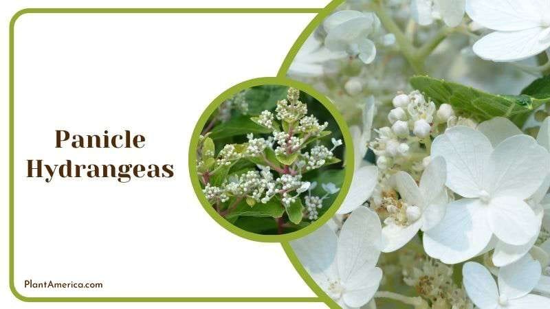 Panicle Hydrangeas Plant America
