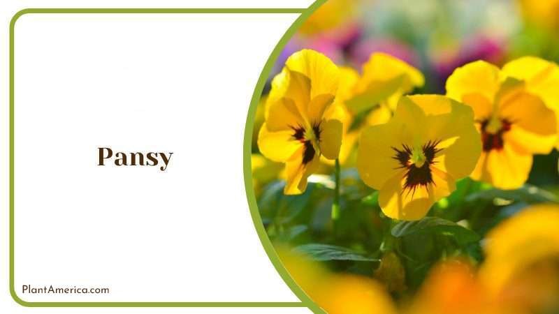 Pansy Flower Plant America
