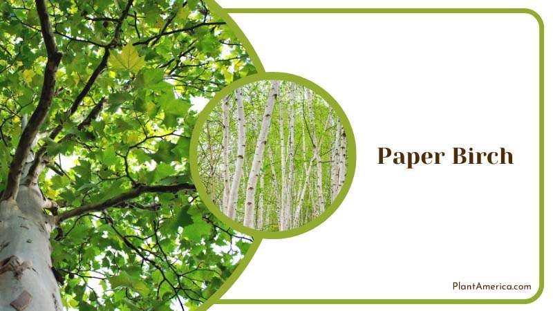 Paper Birch Tree Plant America