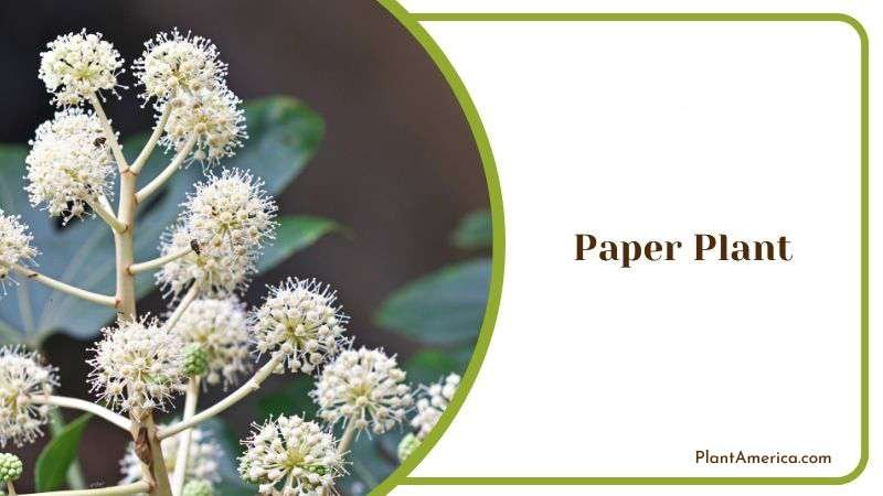 Paper Plant Plant America
