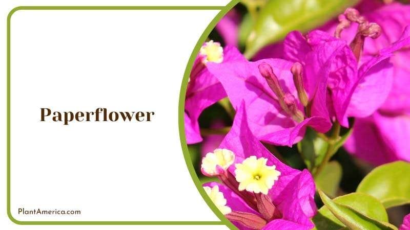Paperflower Edelweiss Plant Plant America