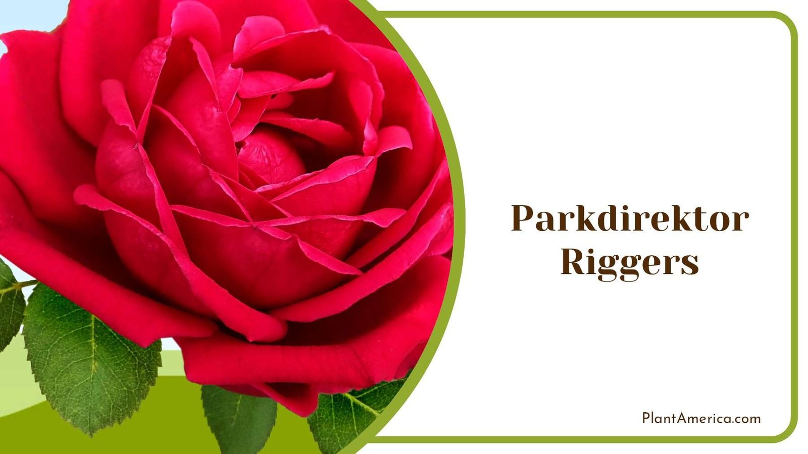 Parkdirektor Riggers Plant America