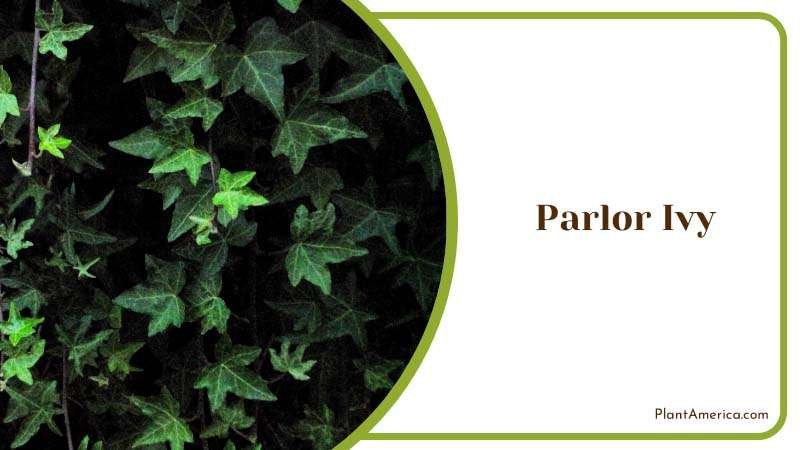 Parlor Ivy Plant America Parlor Ivy Plant America