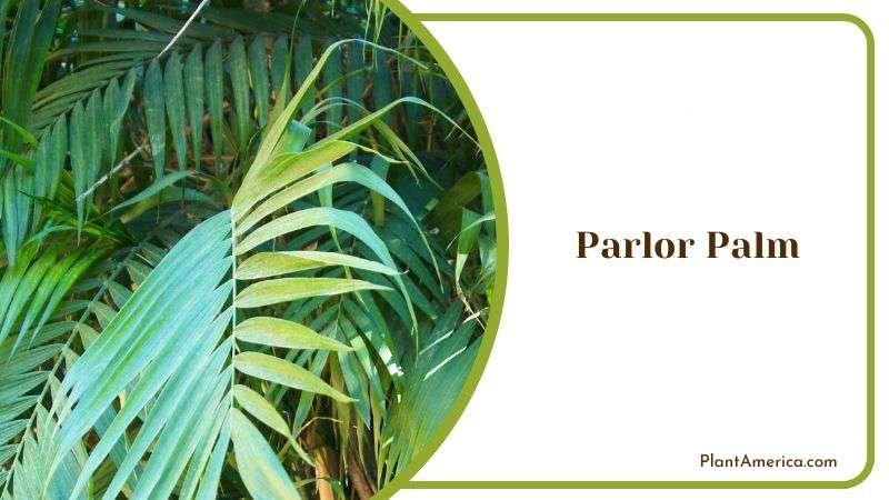 Parlor Palm Plant America 1