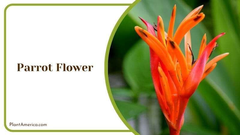 Parrot Flower Bird Exotic Plant Fire Color Variation PlantAmerica
