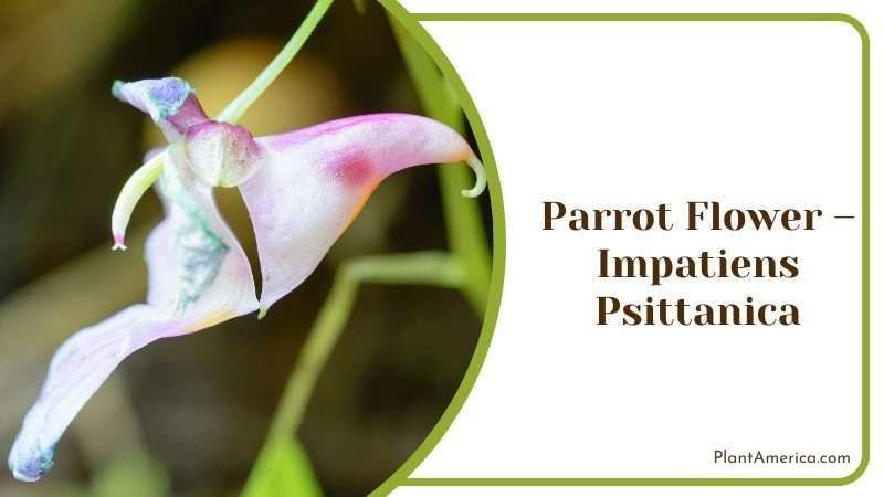 Parrot Flower Plant America