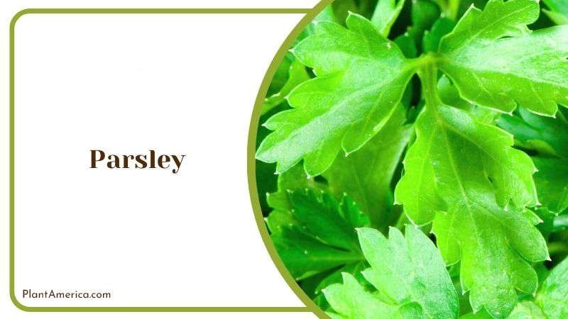 Parsley Plant America Parsley Plant America
