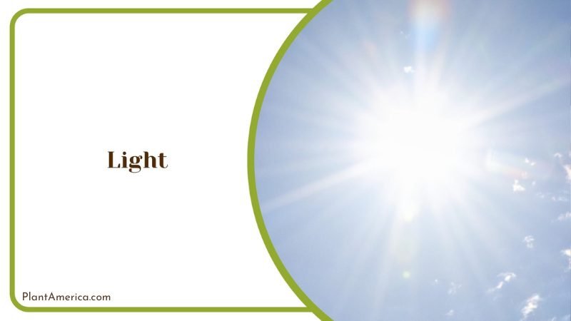 Partial Sunlight for Echeveria Plant America