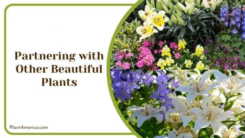 Partnering with Other Beautiful Plants Plant America