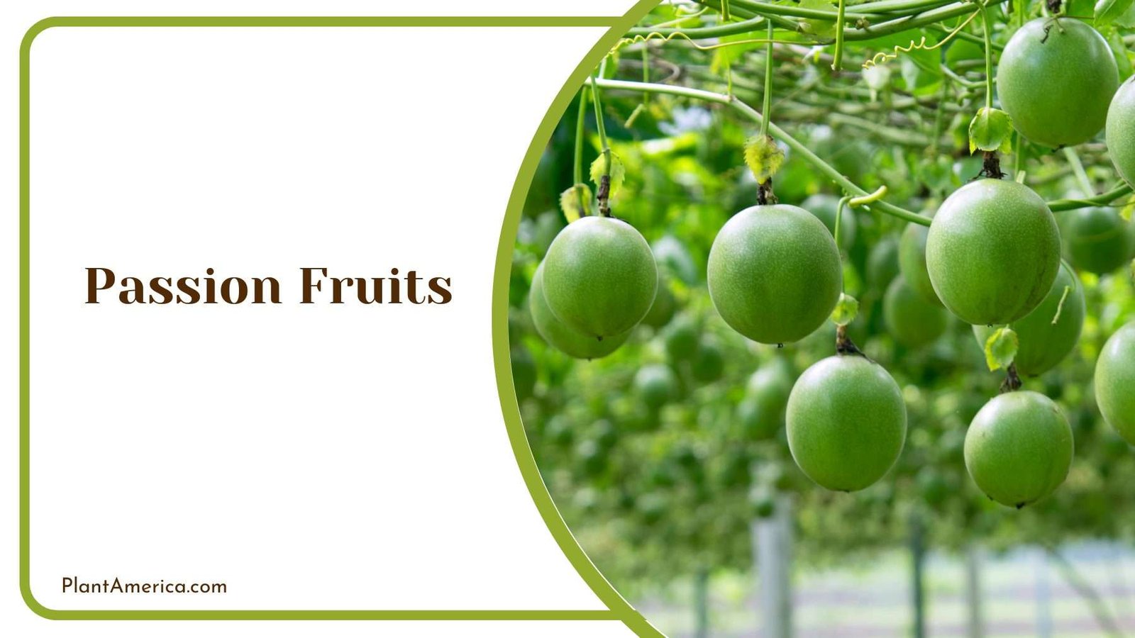 Passion Fruits on Tree Plant America Passion Fruits on Tree Plant America