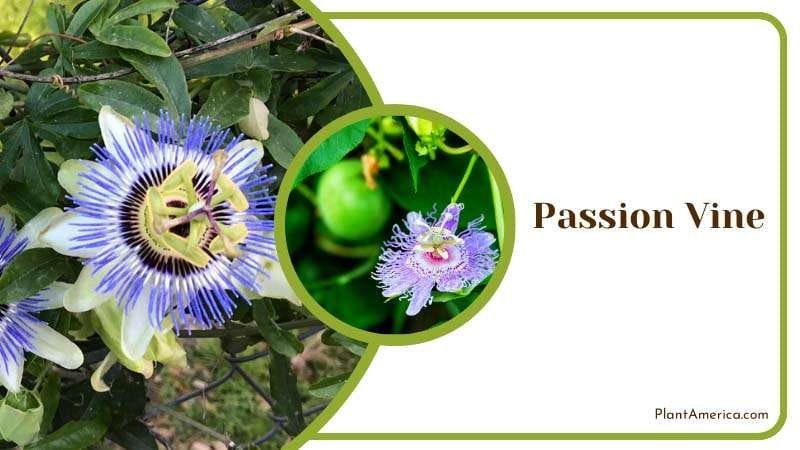 Passionflower Vine Species Plant America