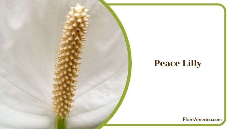 Peace Lilly to Beautify Your Home Plant America Peace Lilly to Beautify Your Home Plant America