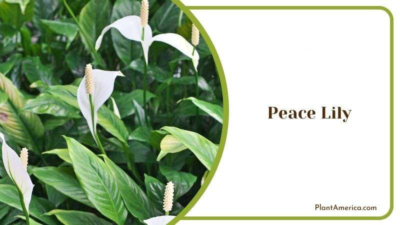 Peace Lily Plant America 1