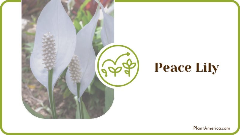 Peace Lily Plant America