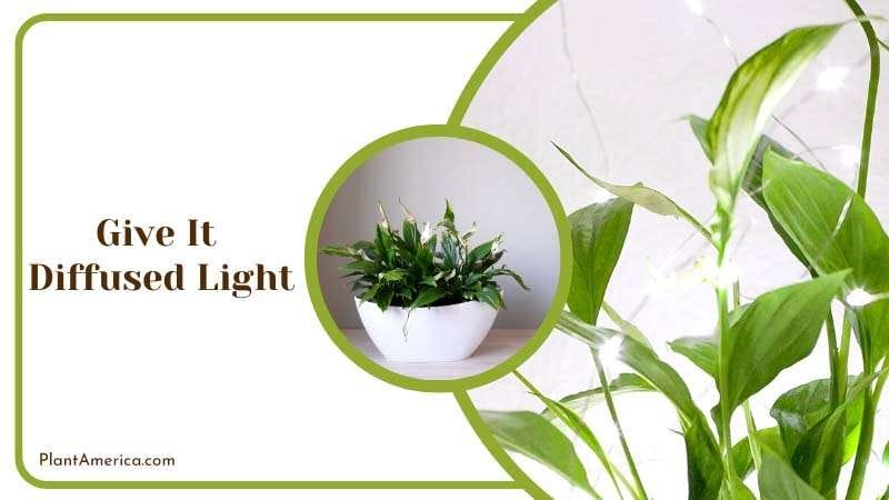 Peace Lily Plant in Diffused Light PlantAmerica
