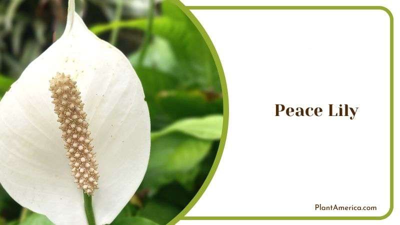 Peace Lily the Undemanding Plant Plant America Peace Lily the Undemanding Plant Plant America