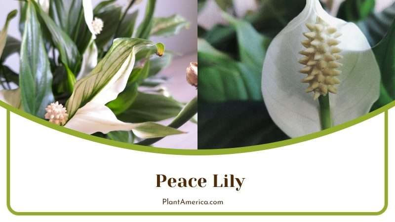 Peace Lily with Glossy Oval Leaves Plant America