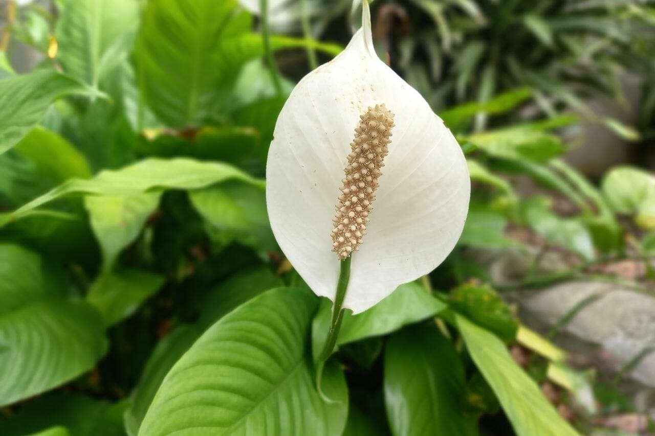 Peace lily Plant Plant America Peace lily Plant Plant America