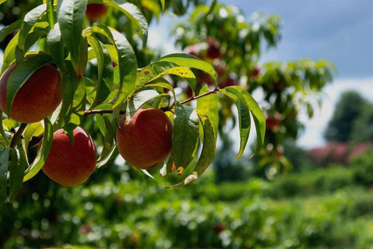 Peach Orchard PlantAmerica