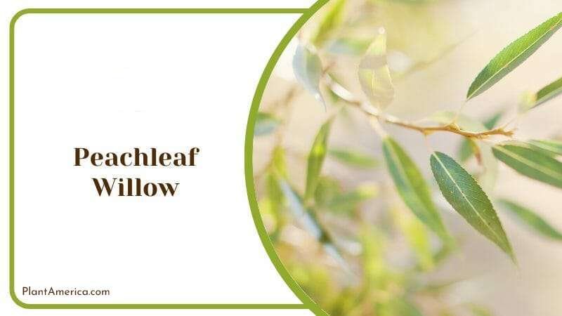 Peachleaf Willow PlantAmerica